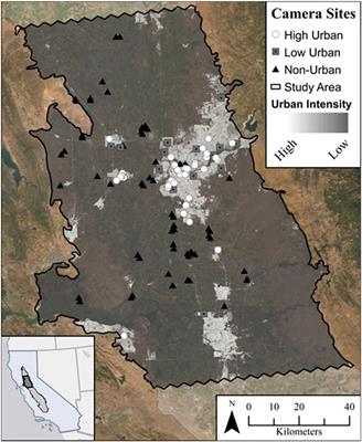 Humans Are More Influential Than Coyotes on Mammalian Mesopredator Spatiotemporal Activity Across an Urban Gradient